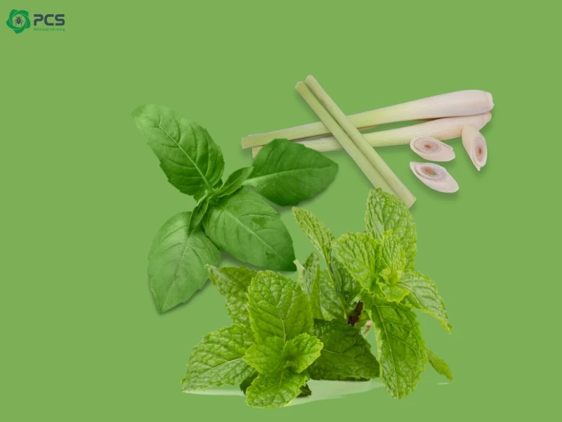 Các biện pháp diệt muỗi 
